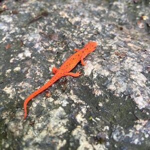 Meet your Posher, Maddie